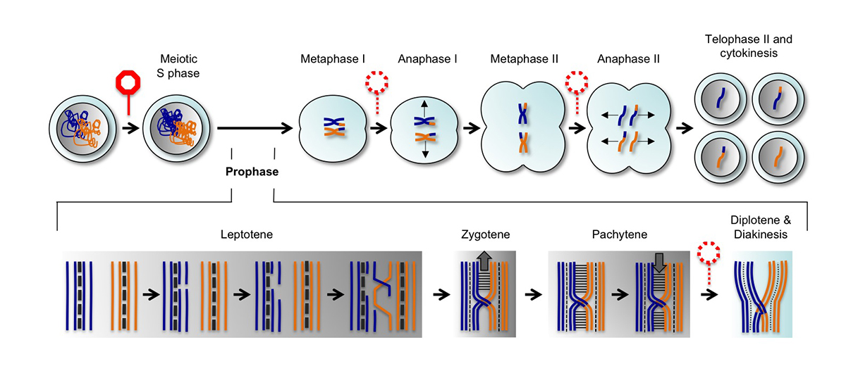 Darstellung der Meiose