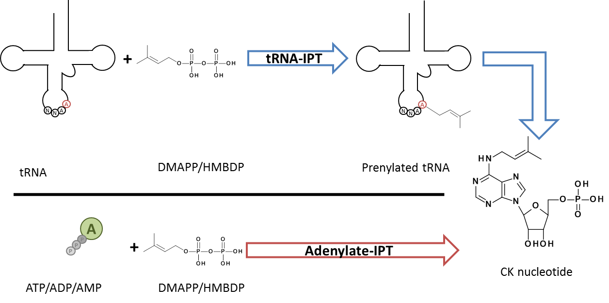 Schematische Darstellung der Cytokinibiosynthese bei Pflanzen