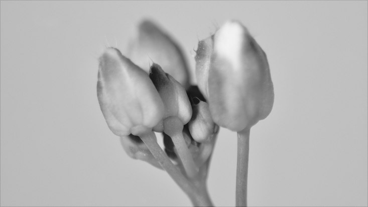 Knospe von Arabidopsis arenosa (4x)