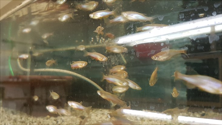 Karpfenfisch Danio albolineatus