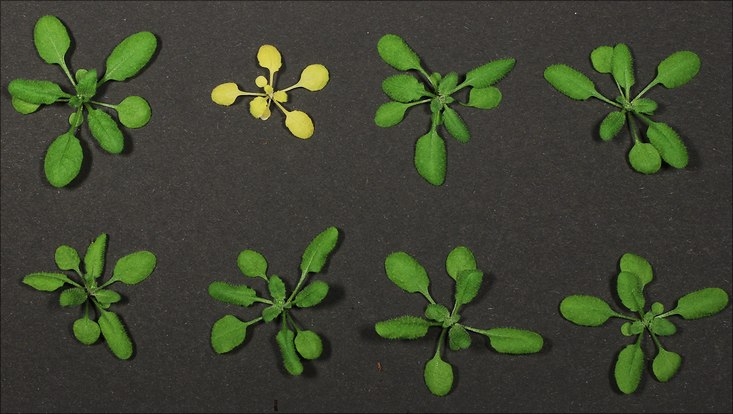 NLR-vermittelte Nekrose bei Pflanzen