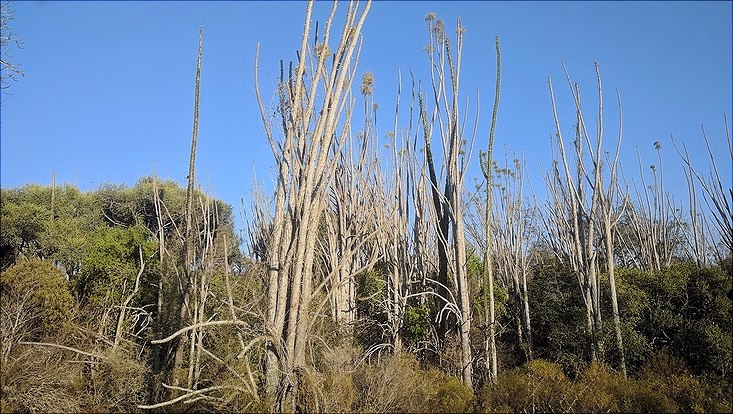 Galeriewald im Südosten Madagaskars