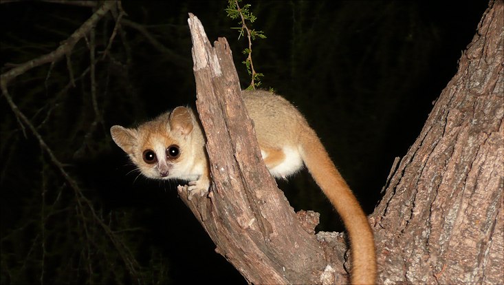 Graubrauner Mausmaki