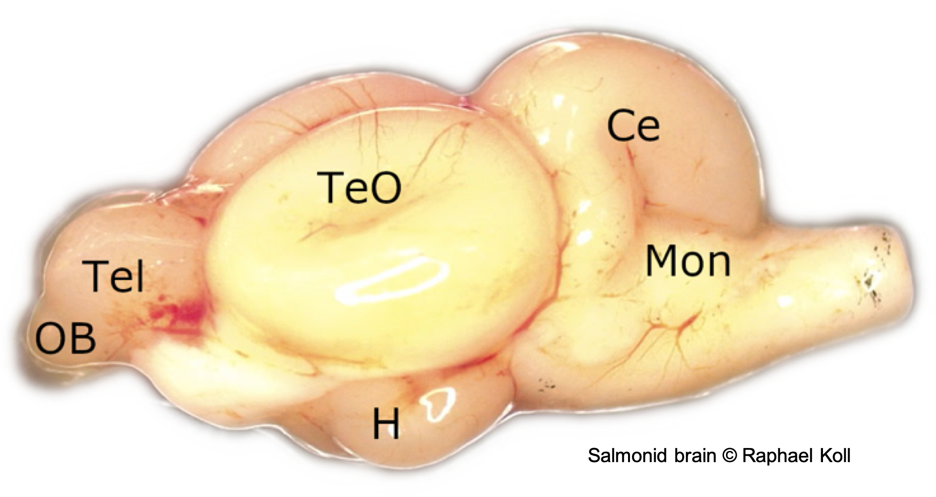 salmonid-brain-raphael