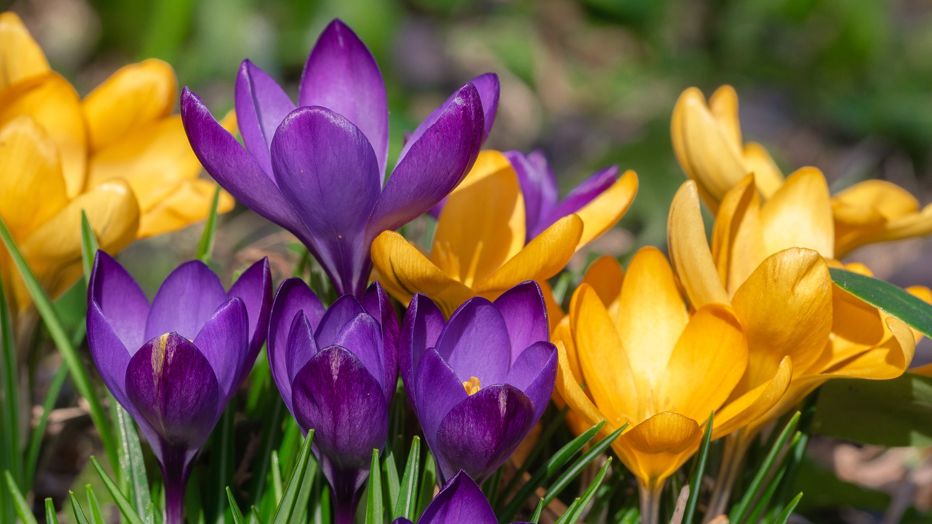 Krokusblüten