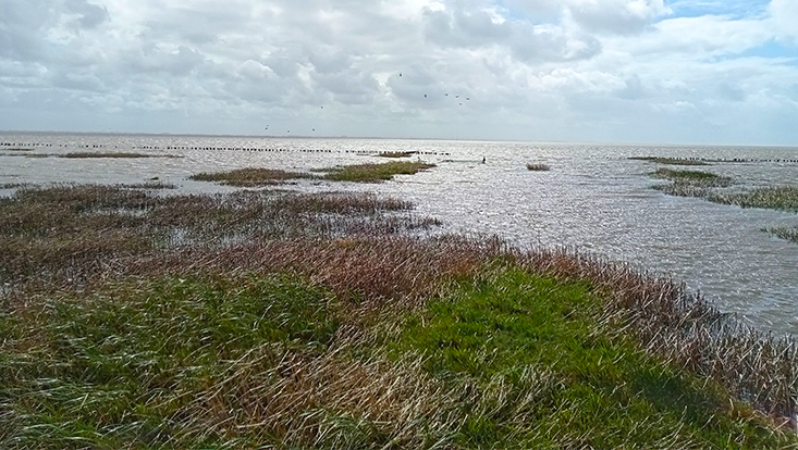 Die Küstenlandschaft des Kaiser-Wilhelm-Kooges mit Blick auf das Meer.