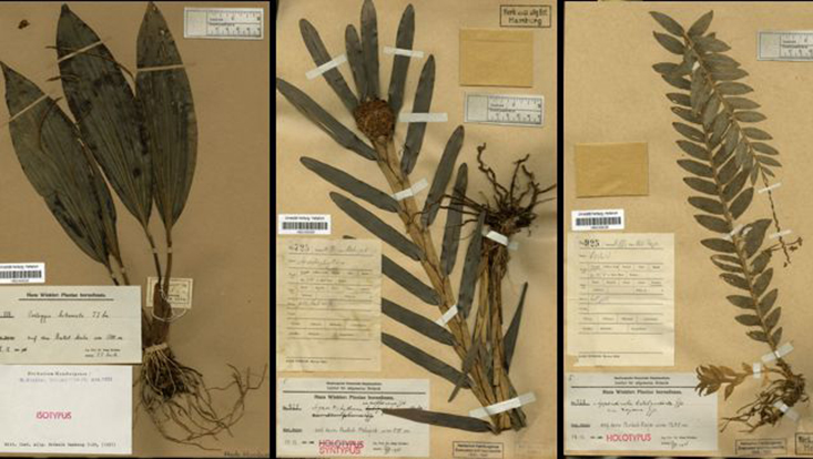 Getrocknete, gepresste Pflanzen