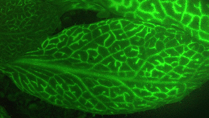 Molekulare Pflanzengenetik (Blattansicht)