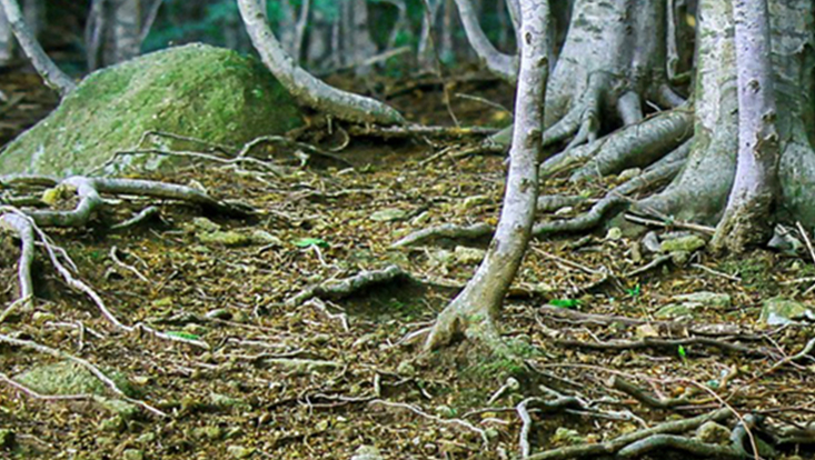 Wald mit Baumwurzeln