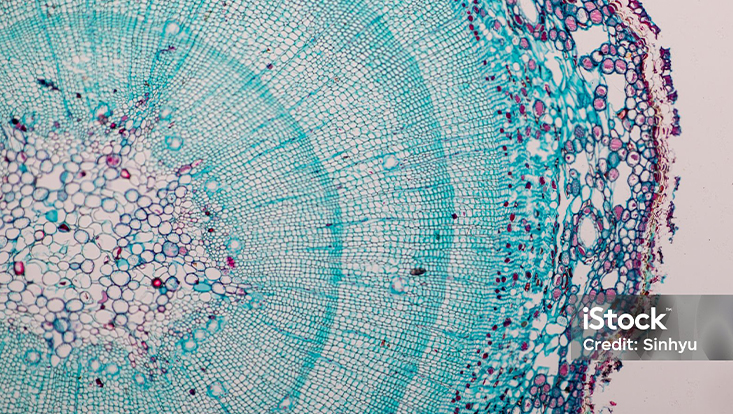 Holz Querschnitt Mikroskopaufnahme