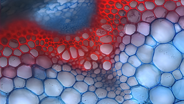 Mikropskop Aufnahme Pflanzenphysiologie