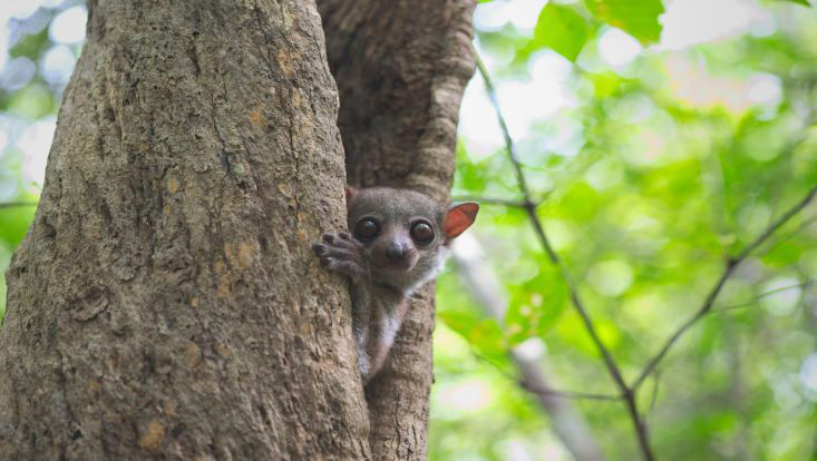 Kleines Tier auf einem Baum