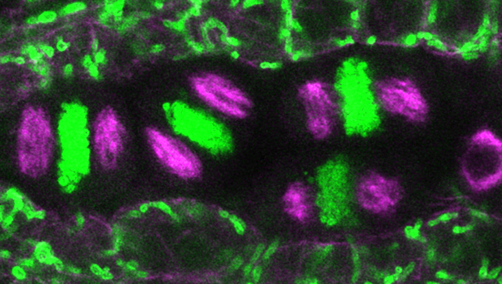 Aufnahme Mikroskop Detail