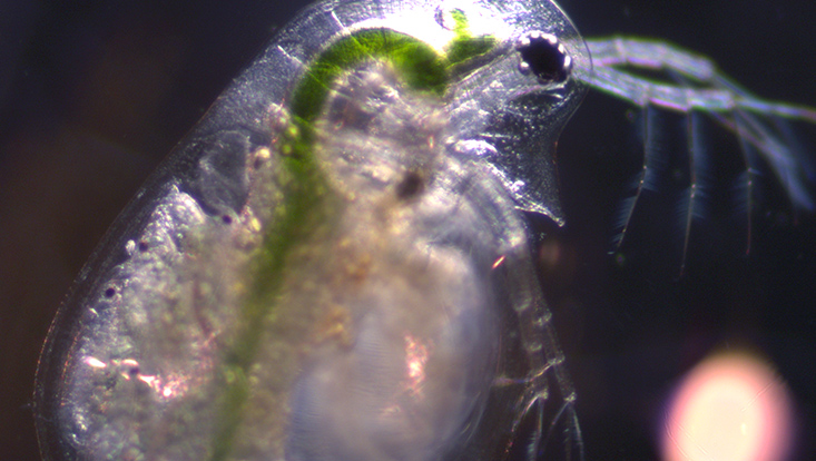 Mikroskop Aufnahme Tier