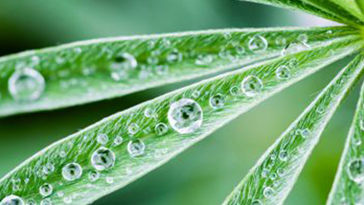 Detail Blatt mit Tropfen