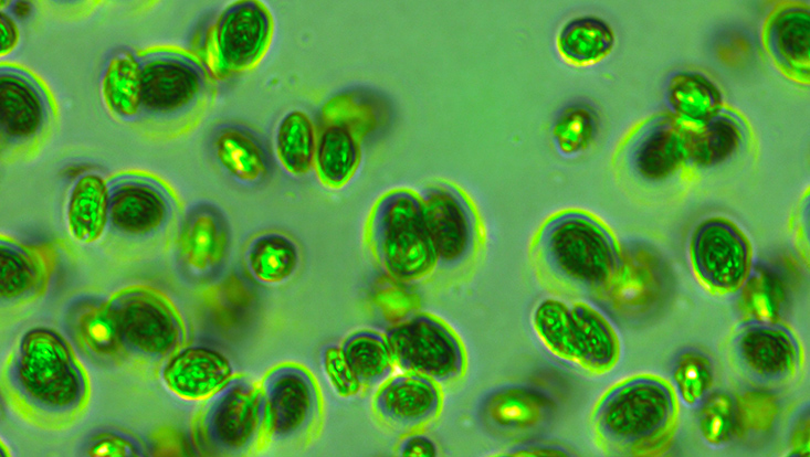 Grüne Detailaufnahmen