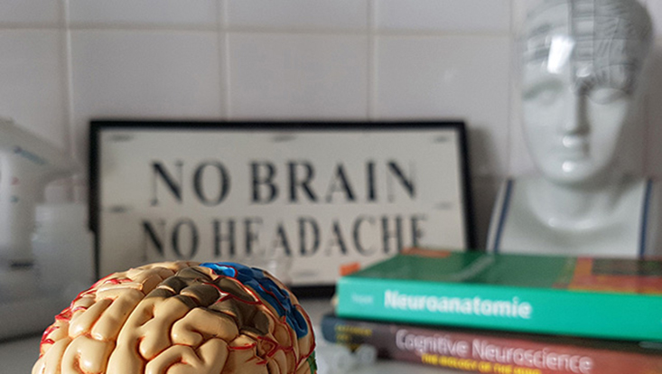Ein Modell von einem Gehirn und Bücher vor einem Schild mit der Aufschrift "no brain no headache"