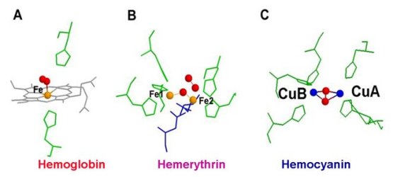 Hemoglobin